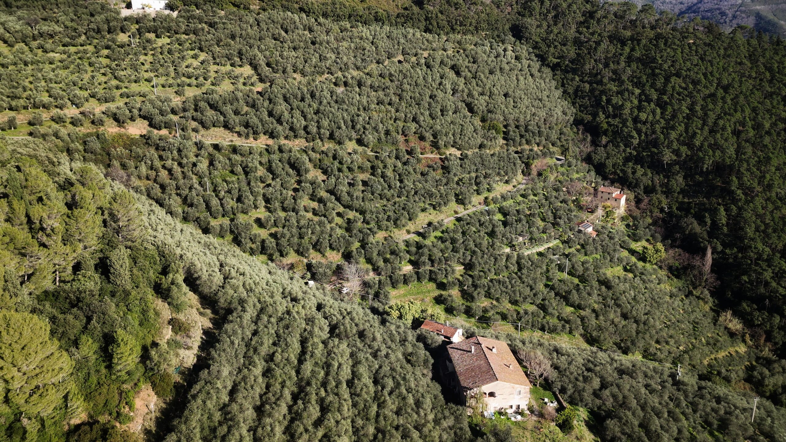 Veduta aerea di un vasto oliveto terrazzato sulle colline, circondato da boschi e punteggiato da casali rurali.