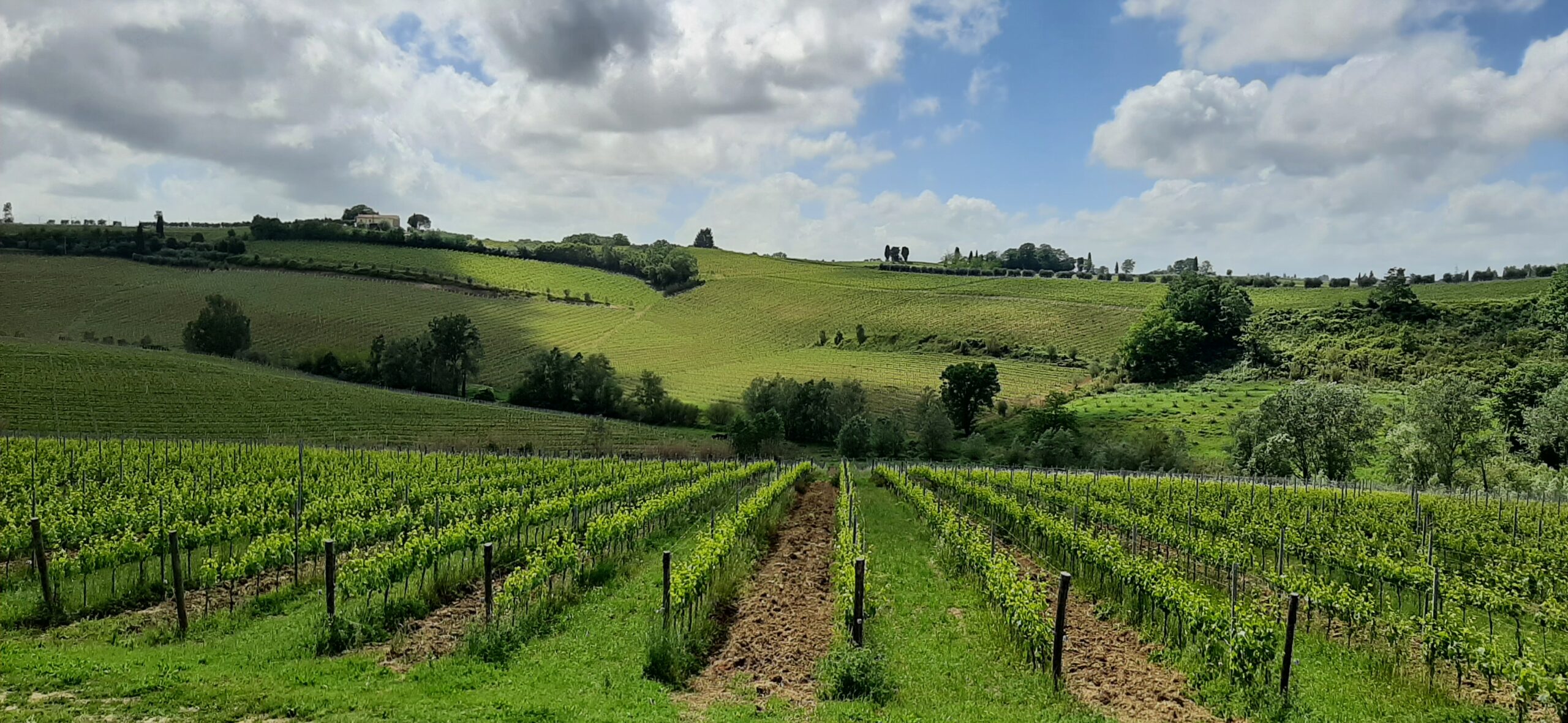 Vigneti sulle colline delle Terre di Pisa, con filari ordinati, vegetazione rigogliosa e casolari in lontananza sotto un cielo parzialmente nuvoloso