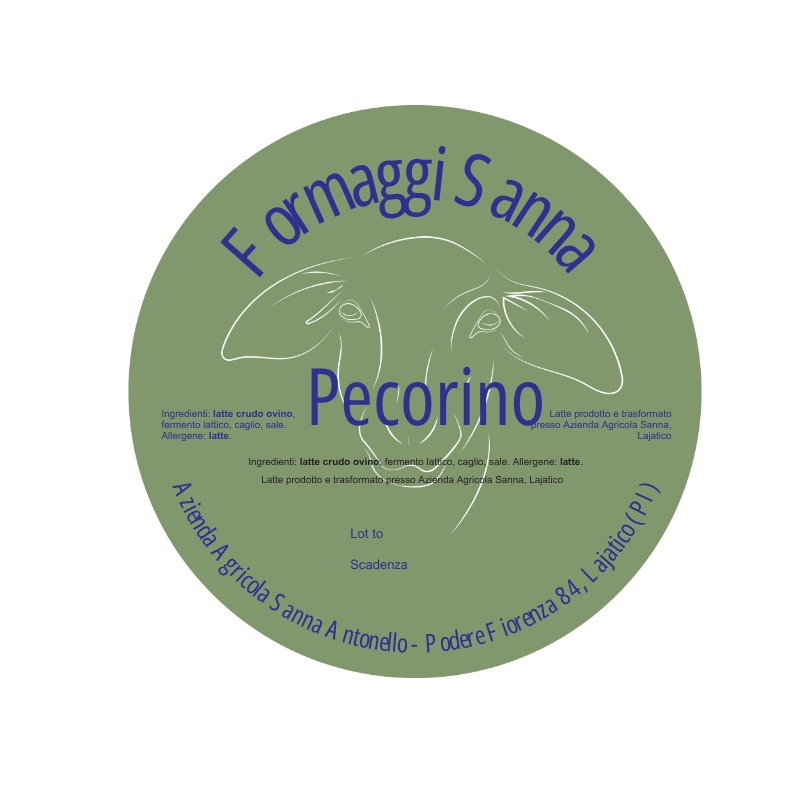 Gregge di pecore al pascolo nei terreni dell’Azienda Agricola Sanna Antonello, tra le colline verdi di Lajatico sotto un cielo sereno.