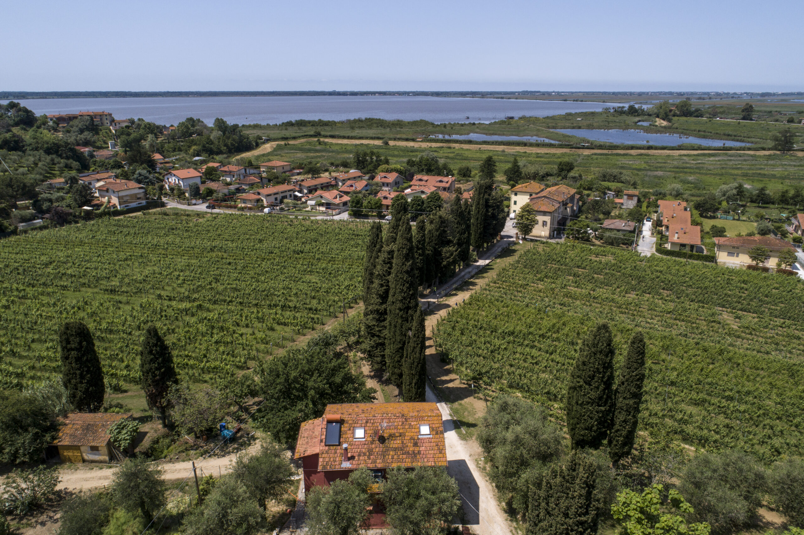 Veduta aerea dei vigneti di Tenuta Mariani, attraversati da un viale di cipressi e circondati da abitazioni e vegetazione, con il Lago di Massaciuccoli sullo sfondo.
