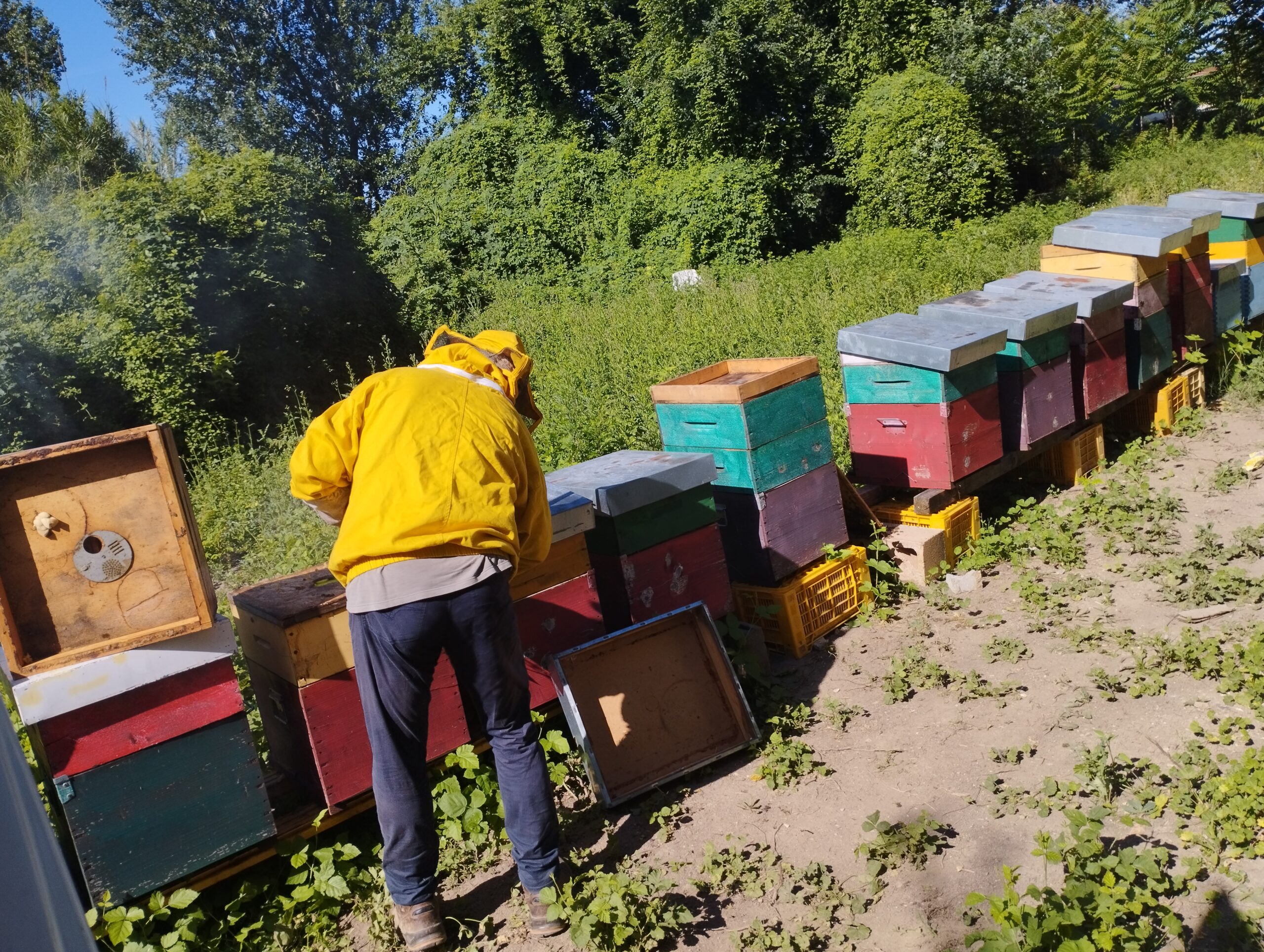 Apicoltore con tuta protettiva gialla al lavoro tra numerose arnie colorate, disposte in un’area verde e soleggiata.