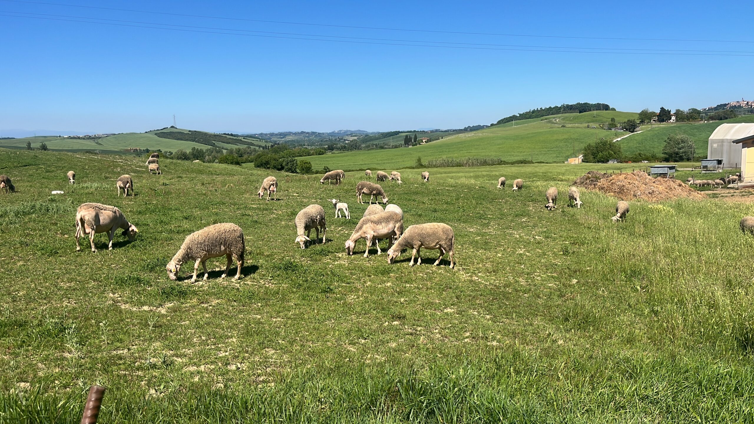 Gregge di pecore al pascolo nei terreni dell’Azienda Agricola Sanna Antonello, tra le colline verdi di Lajatico sotto un cielo sereno.