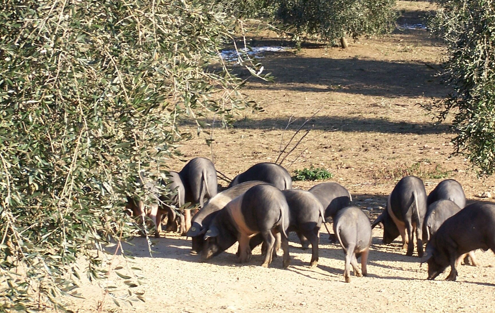 Gruppo di suini di Cinta Senese in un oliveto, mentre si muovono e cercano cibo su un terreno chiaro e polveroso, con colline boscose sullo sfondo.