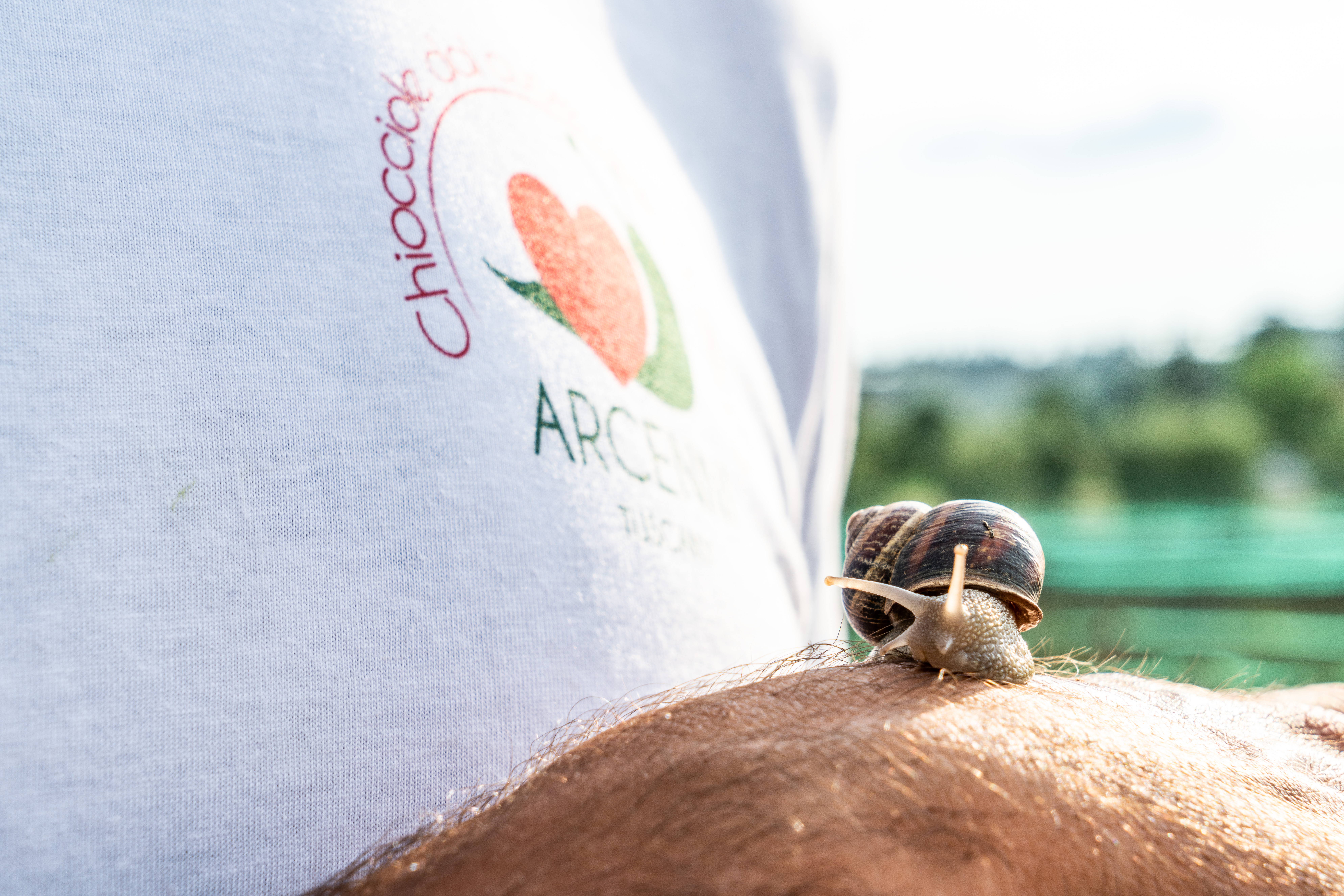 Primo piano di una chiocciola sul braccio di una persona che indossa una maglietta bianca con il logo Arcenny Tuscany, sullo sfondo di un allevamento all’aperto sfocato.