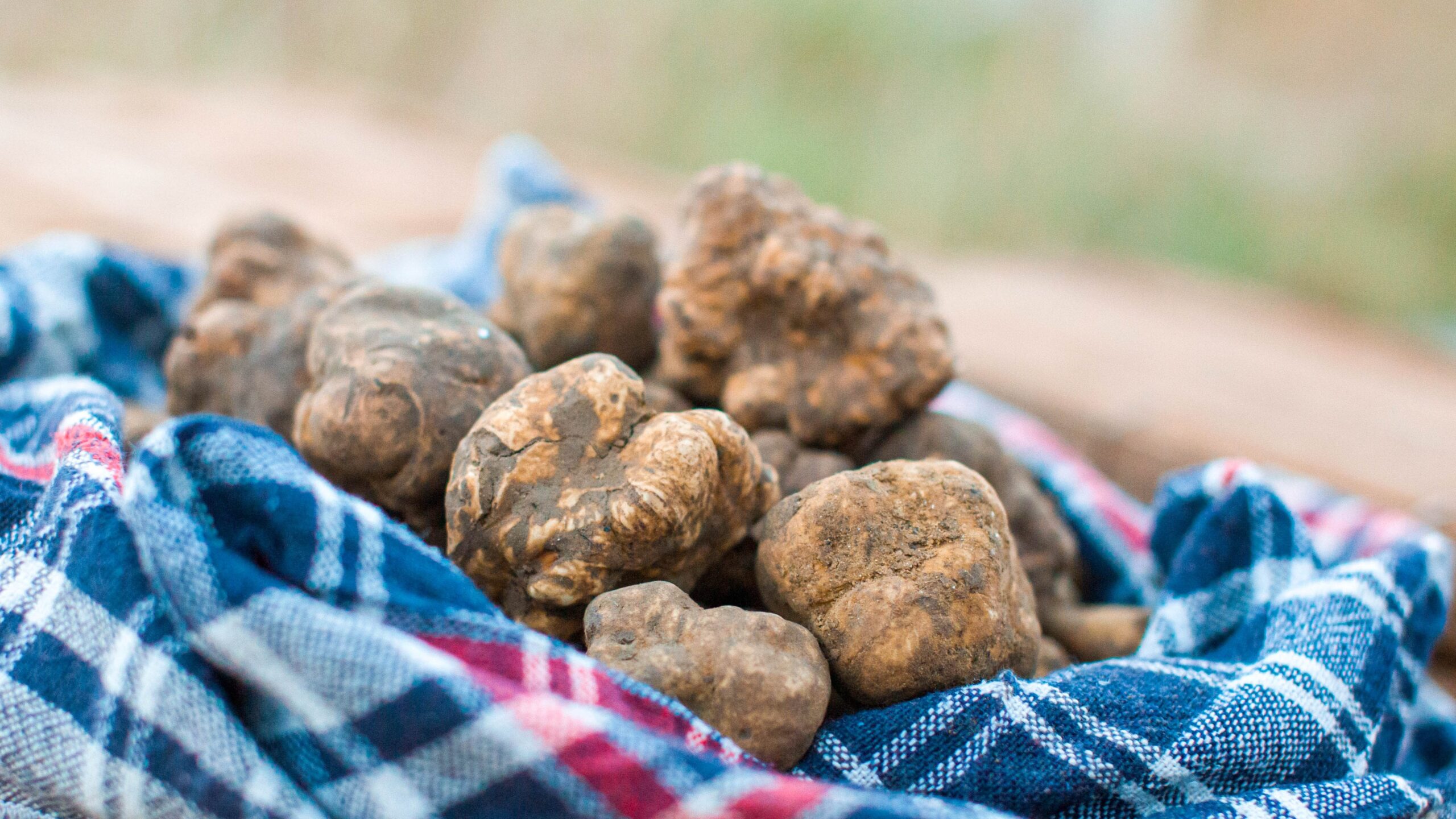 Tartufi freschi appena raccolti, ancora ricoperti di terra, adagiati su un telo di stoffa a quadri blu, bianchi e rossi.