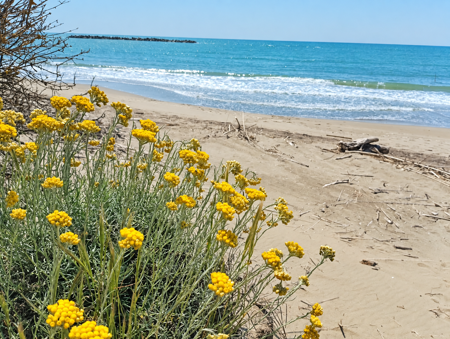 Fiori gialli della vegetazione costiera in primo piano, con spiaggia sabbiosa e mare azzurro sullo sfondo.