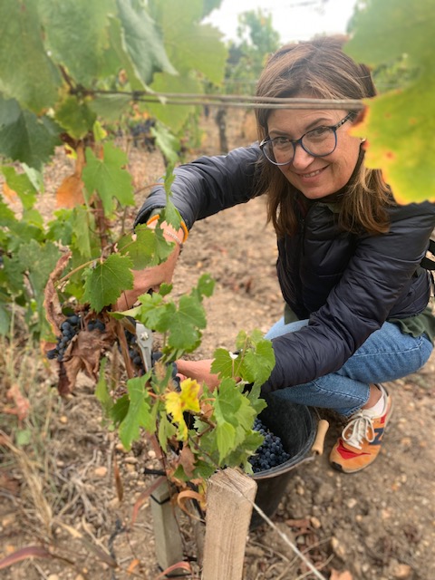vendemmia donna che raccoglie l'uva