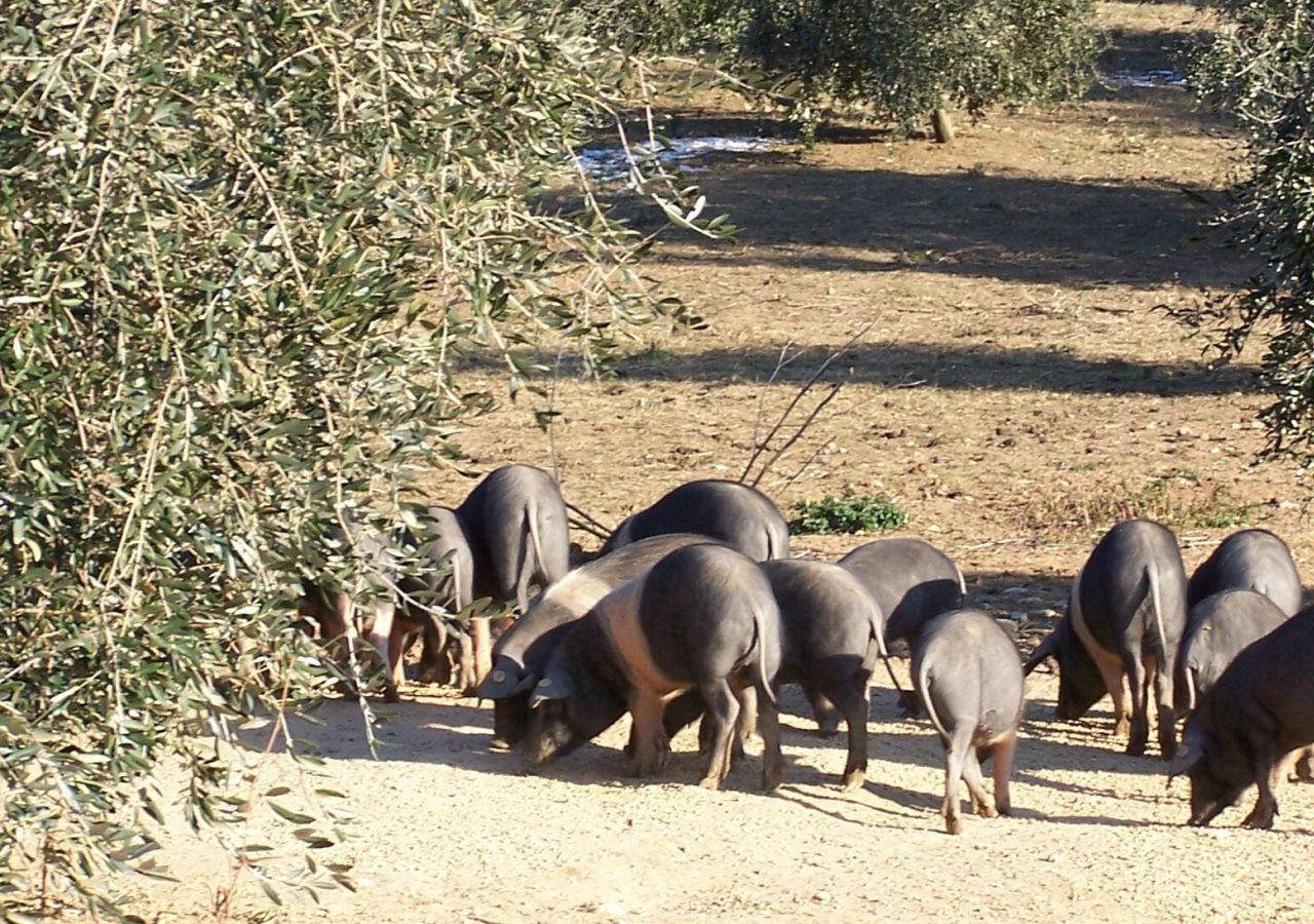Gruppo di suini di Cinta Senese in un oliveto, mentre si muovono e cercano cibo su un terreno chiaro e polveroso, con colline boscose sullo sfondo.