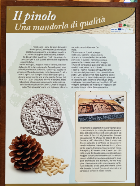 Pannello informativo sul miele biologico di spiaggia, collocato tra la vegetazione del Parco di Migliarino, San Rossore e Massaciuccoli.