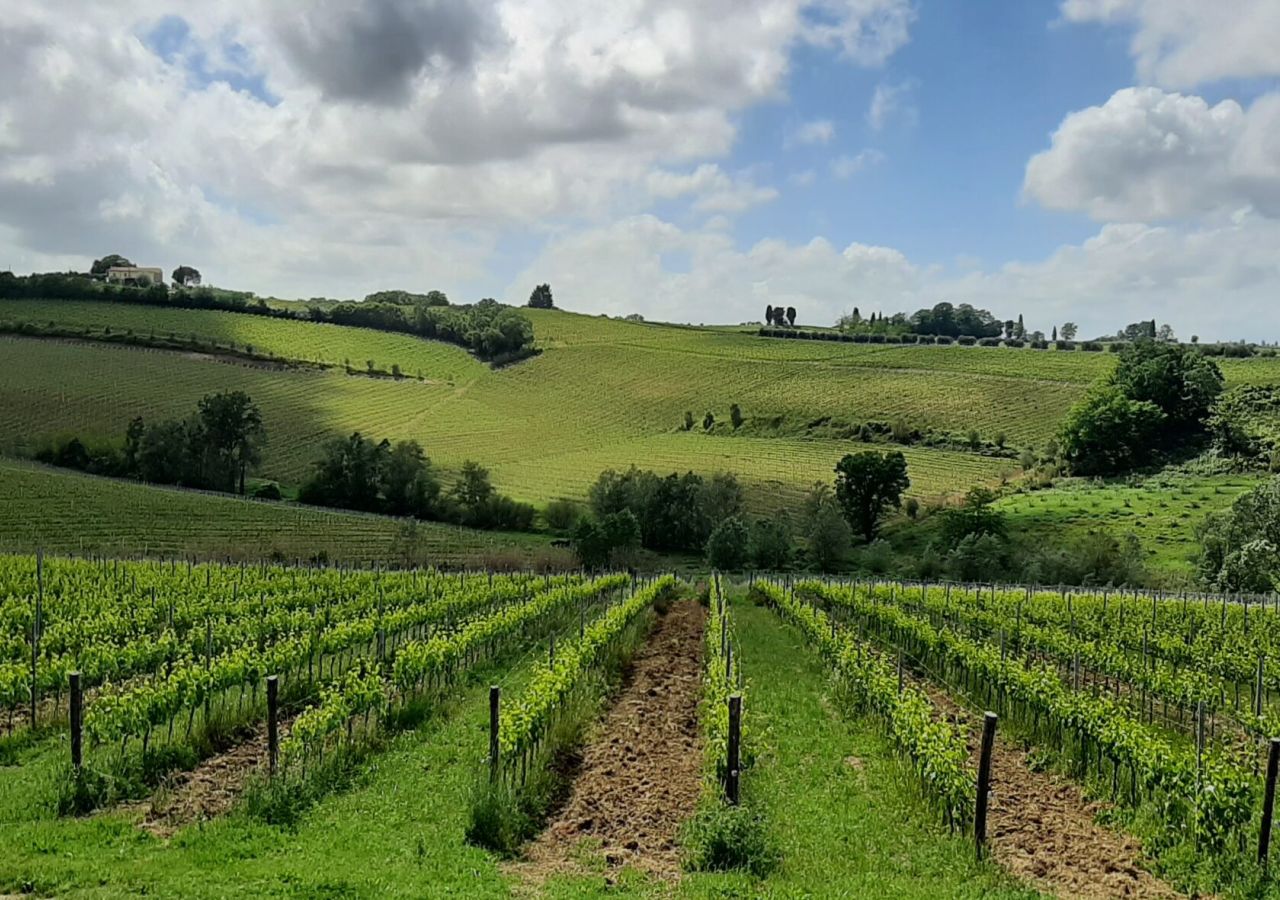 Vigneti sulle colline delle Terre di Pisa, con filari ordinati, vegetazione rigogliosa e casolari in lontananza sotto un cielo parzialmente nuvoloso
