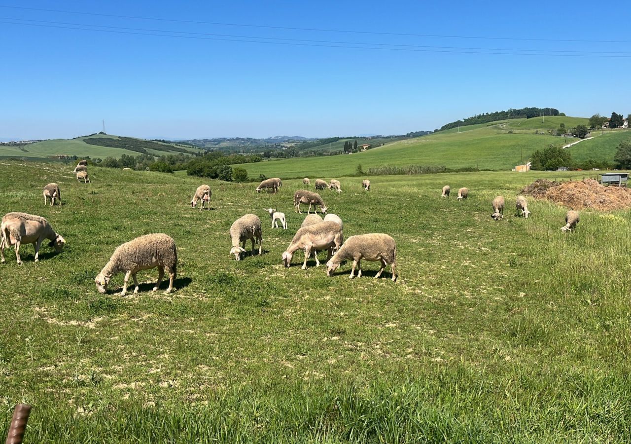 Gregge di pecore al pascolo nei terreni dell’Azienda Agricola Sanna Antonello, tra le colline verdi di Lajatico sotto un cielo sereno.