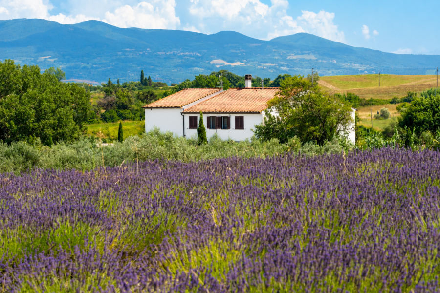 Selezione di prodotti biologici dell’Azienda Agricola Di Grigoli Angela, con farine, legumi, farro, cantucci, olio extravergine di oliva e bottiglie di vino esposti su un tavolo all’aperto.