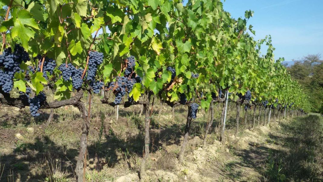 Filari di vite carichi di grappoli d’uva nera maturi, illuminati dal sole in un vigneto della Fattoria Uccelliera.