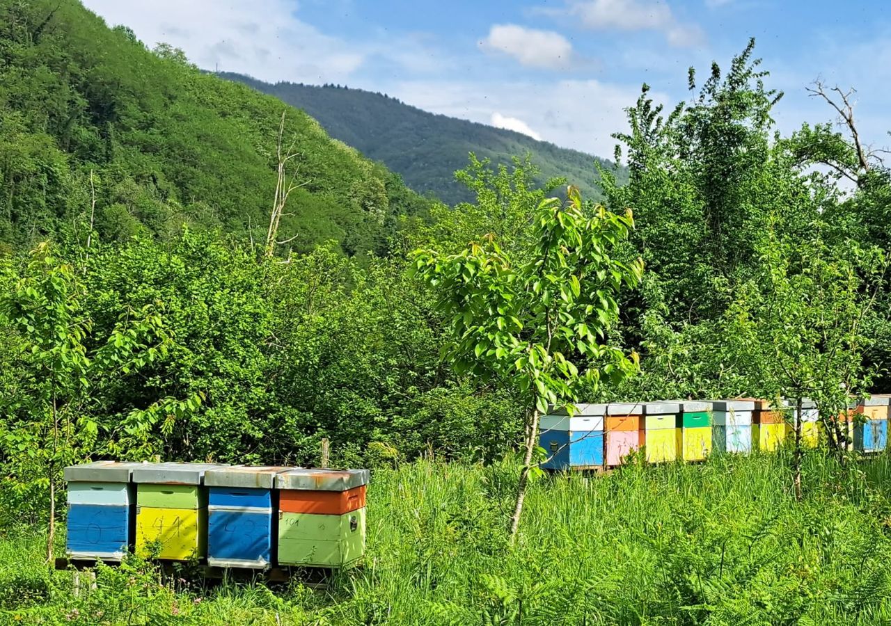 Arnie colorate disposte in un prato circondato da alberi e vegetazione, con colline boscose sullo sfondo sotto un cielo azzurro.