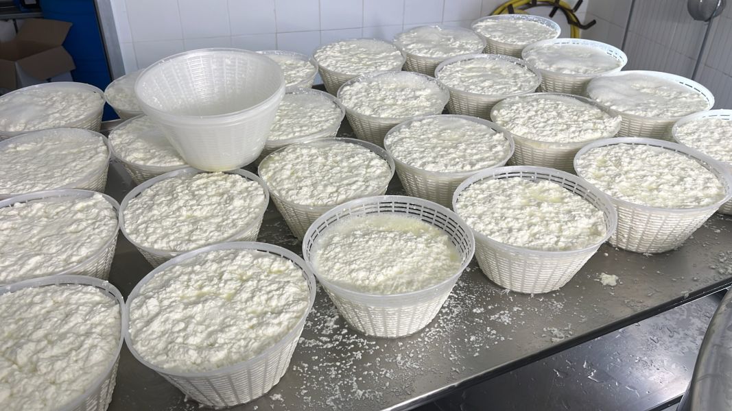 Cagliata fresca distribuita in numerosi stampi forati, disposti su un piano d’acciaio nel laboratorio caseario dell’Azienda Agricola Sanna Antonello.