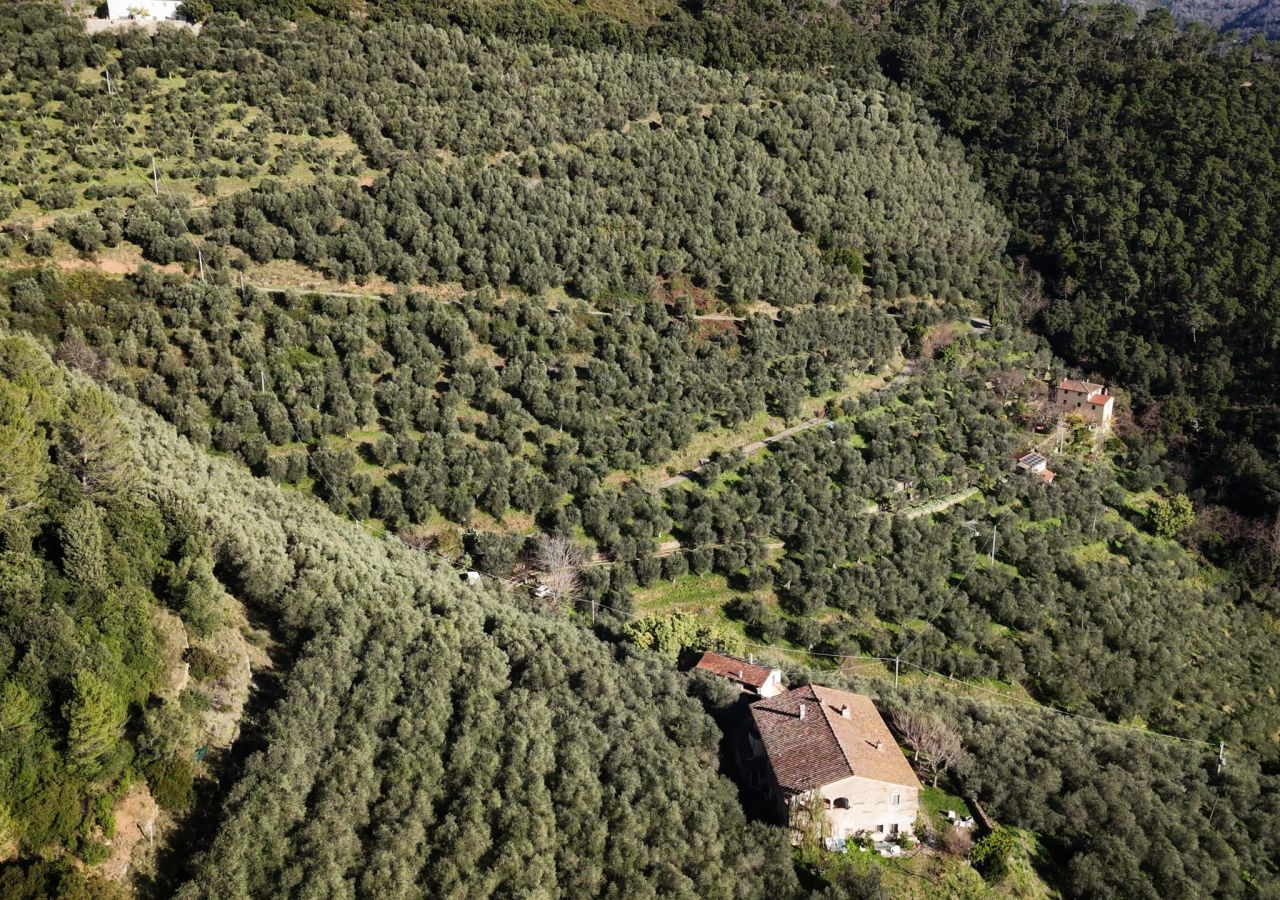 Veduta aerea di un vasto oliveto terrazzato sulle colline, circondato da boschi e punteggiato da casali rurali.