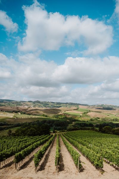 Veduta aerea della Badia di Morrona, circondata da cipressi, oliveti e vigneti, con le colline toscane che si estendono sullo sfondo.