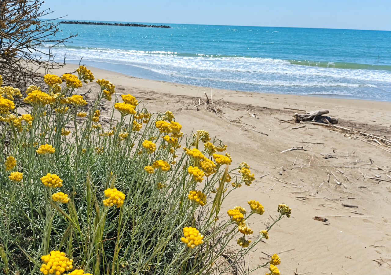 Fiori gialli della vegetazione costiera in primo piano, con spiaggia sabbiosa e mare azzurro sullo sfondo.