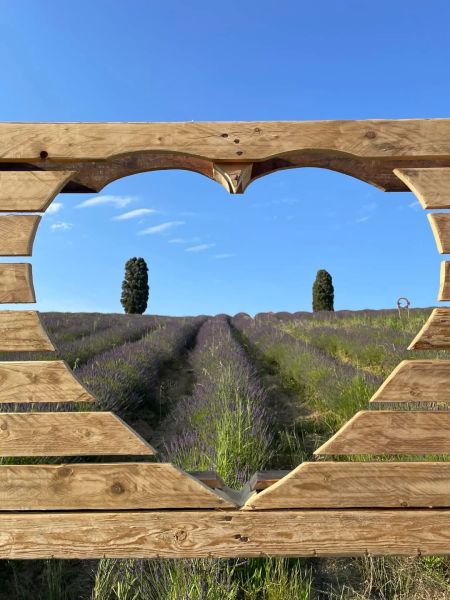 Campo di lavanda visto attraverso un’apertura a forma di cuore ricavata in una struttura di legno, con due cipressi e cielo azzurro sullo sfondo.