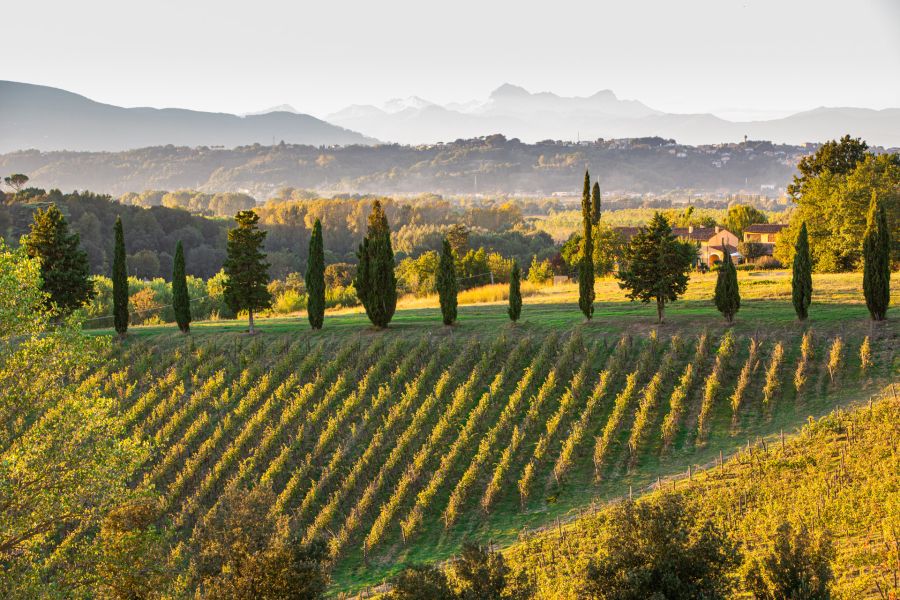 Vigneti sulle colline toscane illuminati dalla luce del tramonto, con filari di cipressi, un casale e il profilo delle montagne sullo sfondo.