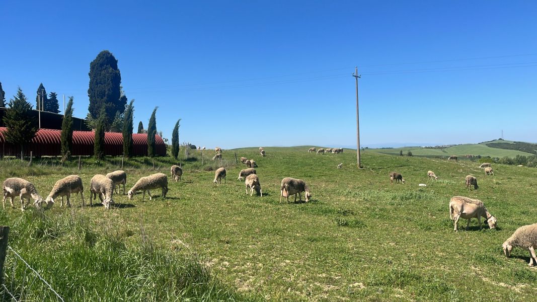 Pecore al pascolo nei terreni dell’Azienda Agricola Sanna Antonello, accanto alle strutture dell’allevamento e sullo sfondo delle colline di Lajatico.
