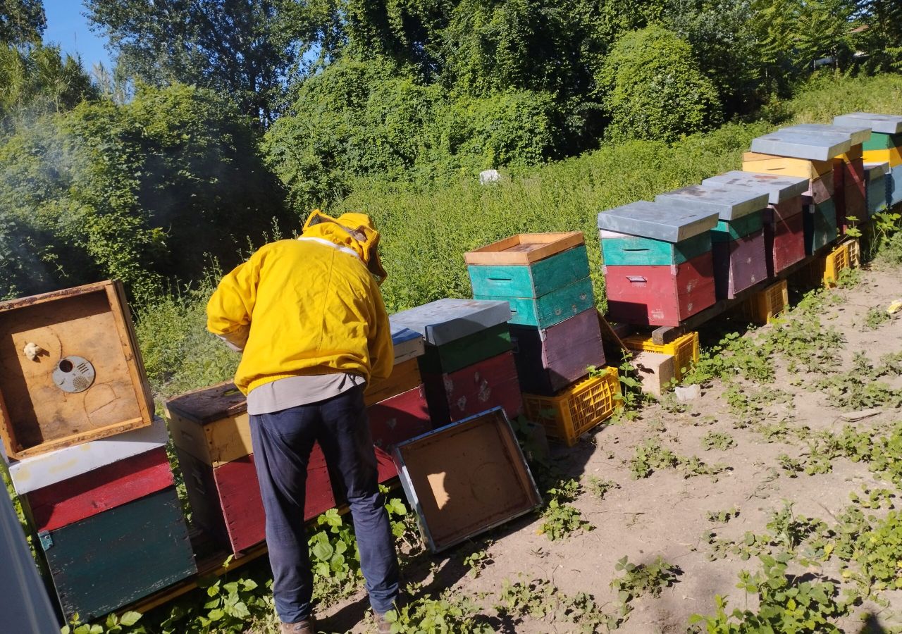 Apicoltore con tuta protettiva gialla al lavoro tra numerose arnie colorate, disposte in un’area verde e soleggiata.