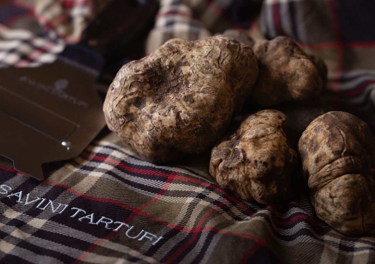 Tartufi bianchi pregiati appena raccolti, disposti su un tessuto a quadri con il logo Savini Tartufi ricamato.