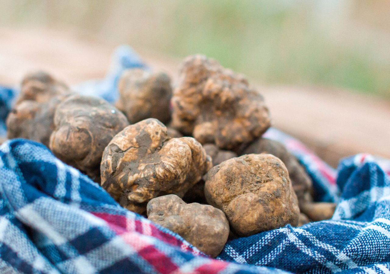 Tartufi freschi appena raccolti, ancora ricoperti di terra, adagiati su un telo di stoffa a quadri blu, bianchi e rossi.