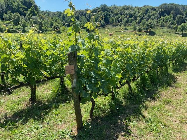 Filari di vite della Tenuta La Macchia illuminati dal sole, circondati dalla vegetazione della campagna toscana. Sullo sfondo si estendono colline ricoperte di boschi.