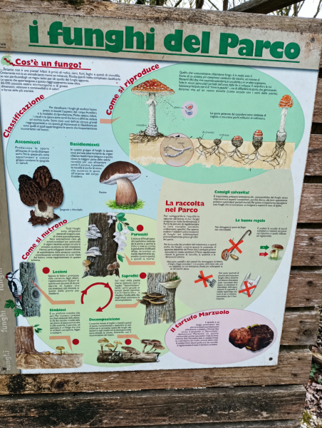 Pannello didattico “I funghi del Parco”, con testi e illustrazioni sulla classificazione, la riproduzione e la raccolta dei funghi.